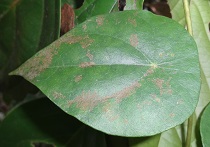 Top view of leaves of Stephania capitata photo